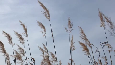 View Of Cane Plants Swaying On The Wind Against Blue Sky Video stock 171966041