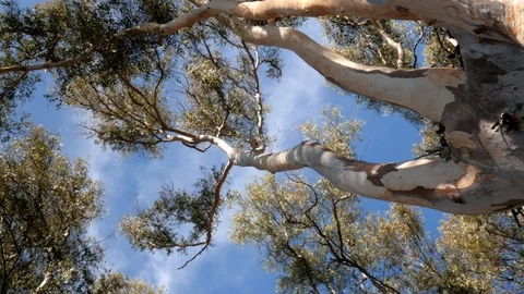 View of the canopy of a Mediterranean forest. Blue sky. Stock Footage 118765005