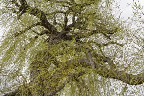 View into the canopy of a Weeping Willow tree in spring Stock Photos