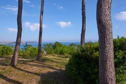 A view of the Cantabrian Sea through a pine forest Stock Photos