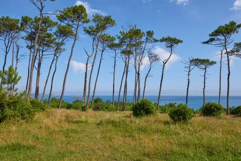 A view of the Cantabrian Sea through a pine forest Stock Photos