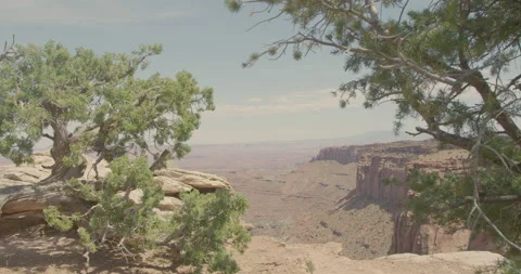 View of canyons and pinetrees in the foreground Stock-Footage 146125930