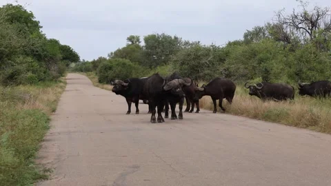 View of Cape buffaloes crossing a road in Kruger Park, South Africa. Stockbeeldmateriaal 335610370
