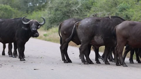 View of Cape buffaloes walking across a paved road, South Africa. Vídeos de archivo 335609769