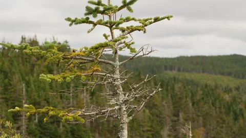 View from Cape Clear, Cape Breton, Nova Scotia Stock Footage 231238307