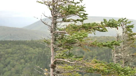 View from Cape Clear, Cape Breton, Nova Scotia Stock Footage 231239293
