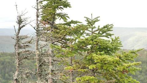 View from Cape Clear, Cape Breton, Nova Scotia Stock Footage 231239506