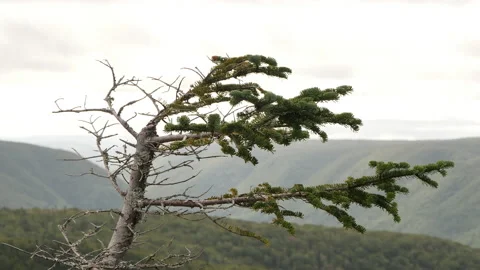 View from Cape Clear, Cape Breton, Nova Scotia Stock Footage 231239684