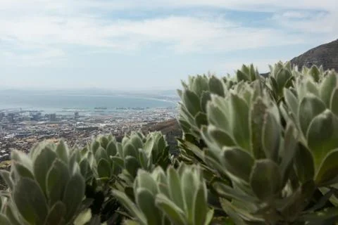 View of Cape Town from Table Mountain with fynbos in foreground Foto stock