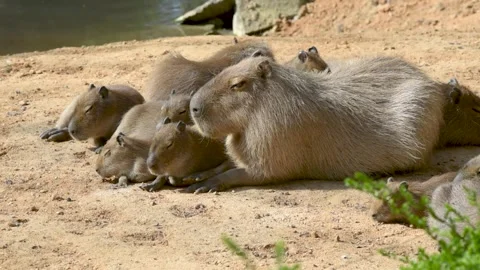 View on a capybara in nature Stock Footage 308709094