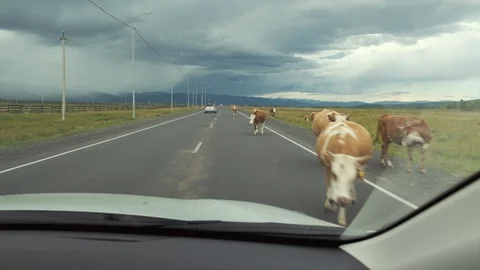 The view from the car as cows go along the carriageway Stock Footage 115291826