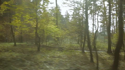 View from a car. Driving along the forest tree line. Video stock 68027073