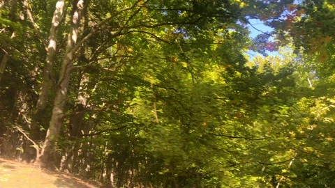 View from car driving along forest. Beautiful view from car on high trees Stock Footage 118259886