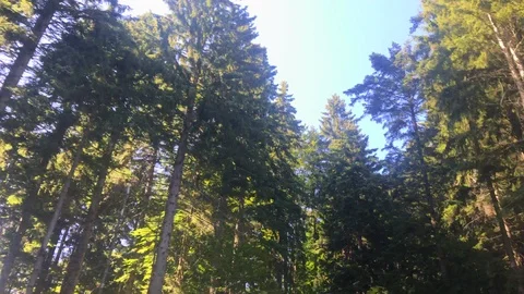 View from car driving along forest. Beautiful view from car on high trees Video stock 118263689