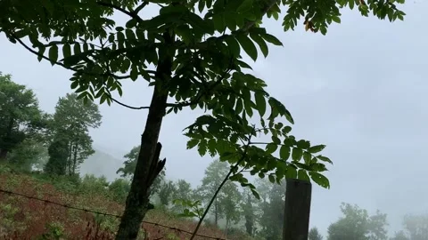 View from the car to the forest Stock Footage 153070521