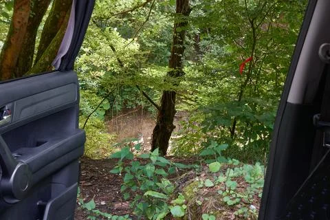 View from the car to the forest. Stock Photos