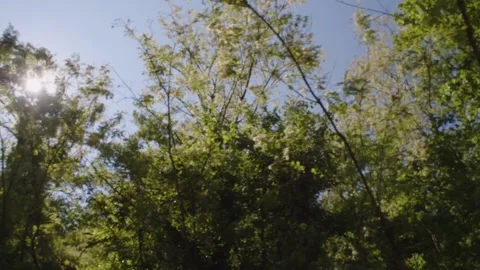 View from car to green trees and sky bottom up view. Sun is shining through Stock Footage 217419574