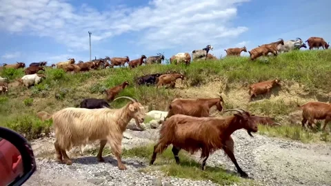 View from the car. A large herd of goats moves along the hills near the road Stock Footage 248425532