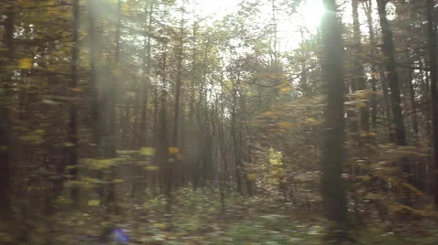 View from a car. Parallel driving along the forest tree line. Lens flare. Stock Footage 68026496