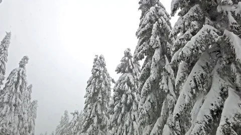 View from car on road between snowy trees. Stock Footage 102258416