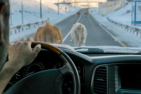 View from the car on the road, which is blocked by cows walking on it Stock Photos