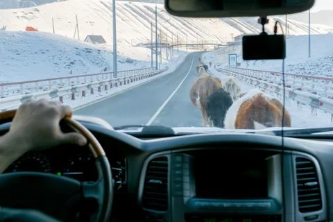 View from the car on the road, which is blocked by cows walking on it Stock Photos