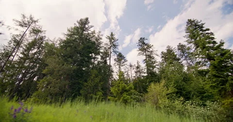 View from the car of trees along the road on a trip through the Dolomite Alps. Stock Footage 278963393