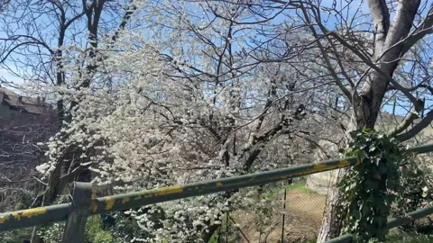View from the car window of a blossoming garden in spring Stock Footage 236057149