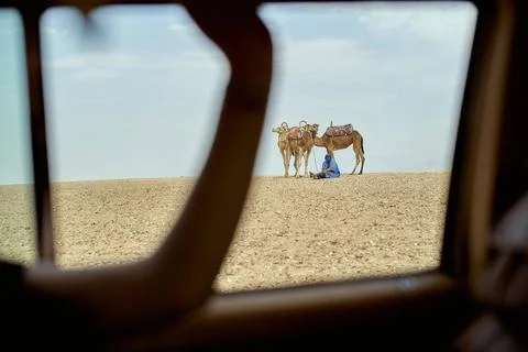 A view from a car window captures two camels and a handler in a desert lan... Foto stock