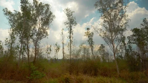 View from the car window. driving past young trees on the background of a Stock Footage 104093521