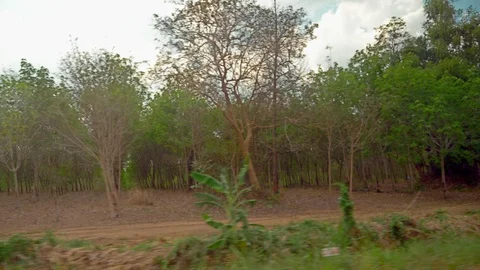View from the car window. driving past a forest of rubber trees, Thailand Stock Footage 104277696