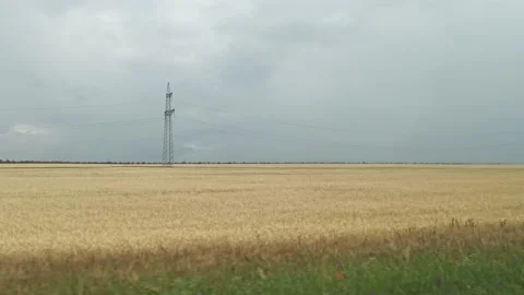 View from the car window on a field of wheat Video stock 133648054