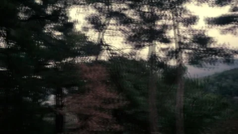 View from the car window on the go. Sunlight glints through the trees.  動画素材 105306319