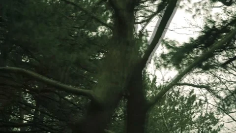 View from the car window on the go. Sunlight glints through the trees.  Stock Footage 105306489