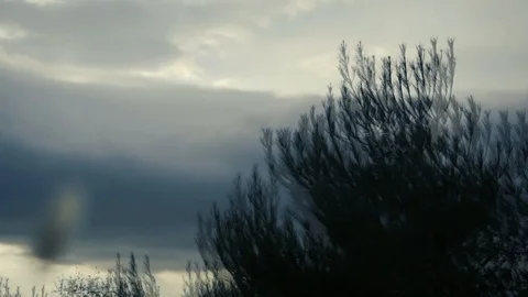 View from the car window on the go. Sunlight glints through the trees. Stock-Footage 107585072