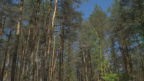 View from the car window on the go. Sunlight glints through the trees. View from Stock Footage 108236909