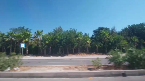 View from the car window of green palm trees, thickets and shrubs, nature of Stock-Footage 303621590