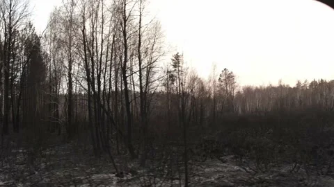 View from the car window to the landscape scorched by fires, burnt bushes and Stock Footage 189205553