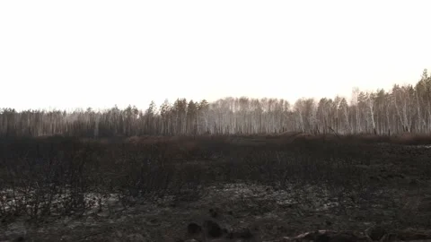 View from the car window to the landscape scorched by fires, burnt bushes and Stock Footage 235886942