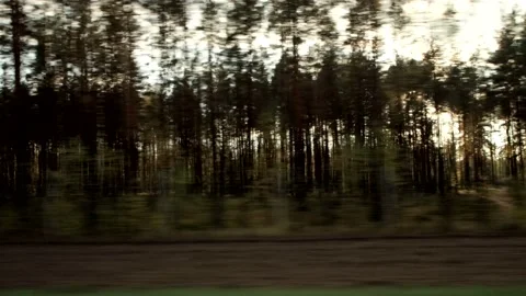 View from the car window in motion. Sunset sunlight shines through trees in Видео 143238677