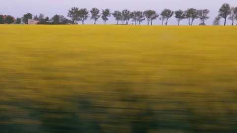 View from the car window in move on yellow field. 스톡 동영상 203877495