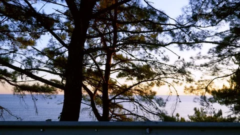 The view from the car window. pine trees by the sea and amazing lilac sunset Stock Footage 119581339