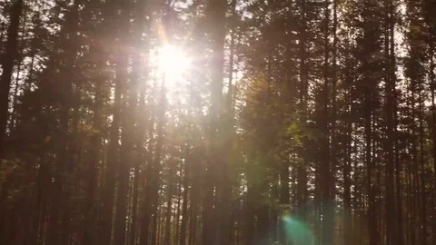 View from Car Window at Sunlight Thru Pine Tree Autumn Forest. 4K, Slowmotion. Stock Footage