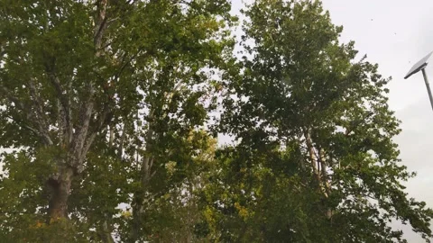 View from the car window, tree tops Stock Footage 221943375