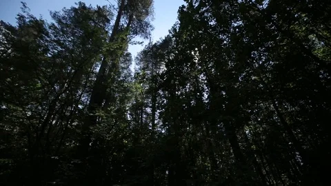 View from car window on trees in blur Stock Footage 95336364