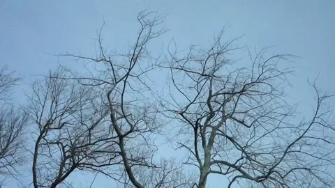 View from a Car Window in Winter; Bare Deciduous and Fir Trees, and Cables Stock Footage 264543924
