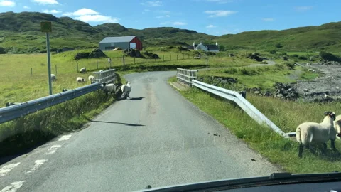 View from the car window wth sheeps Stockbeeldmateriaal 166512009