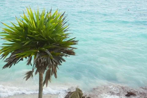 A view of the caribbean beach. Stock Photos
