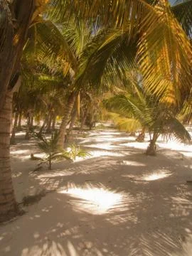 A view of the caribbean beach. Stock Photos
