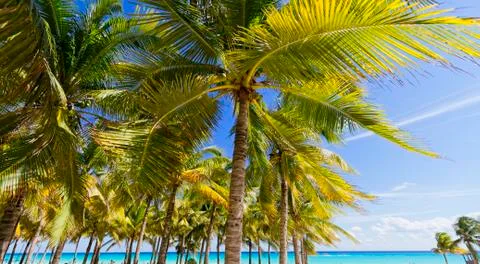 View of Caribbean Beach. Stock Photos